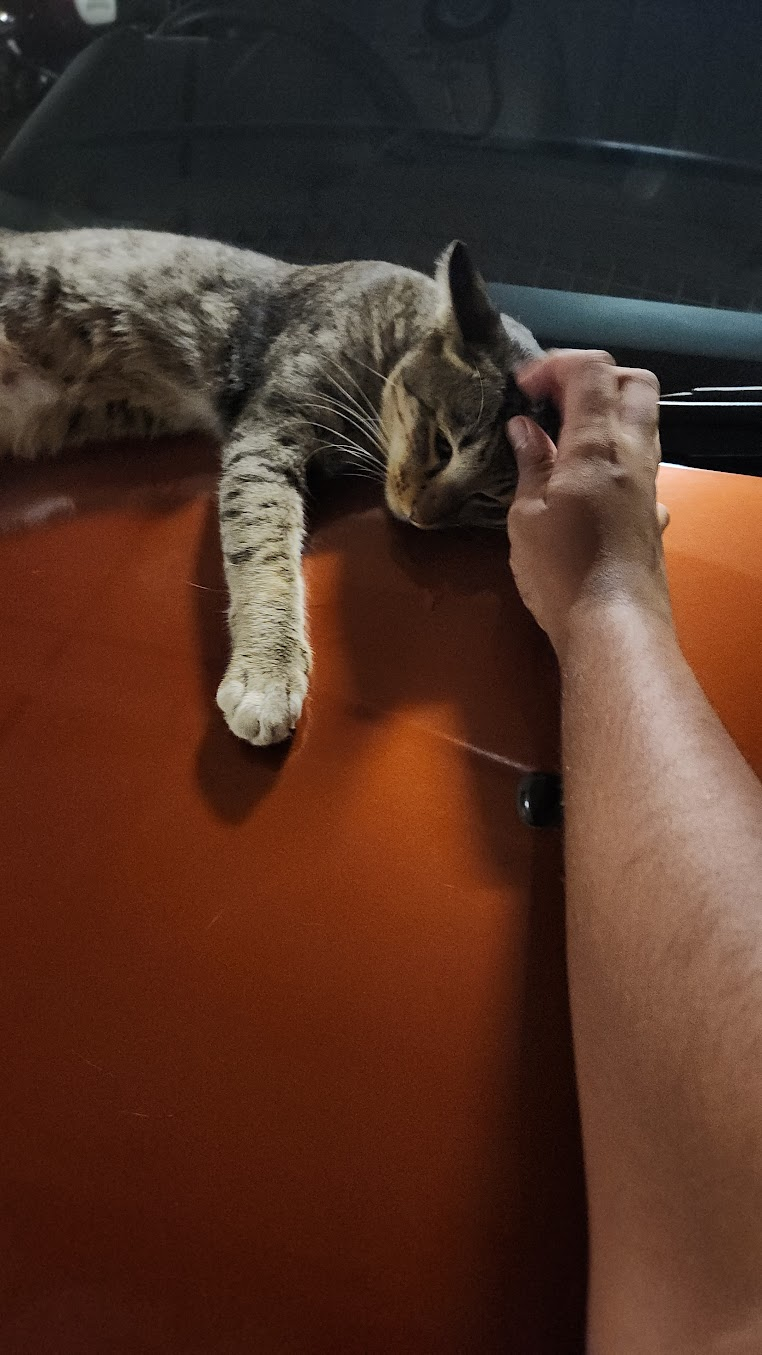 pets